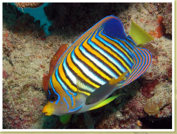 228-Regal Angelfish (Pygoplites diacanthus)